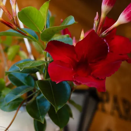 Przy Wyciagu Z Jacuzzi Appartamento Bukowina Tatrzańska